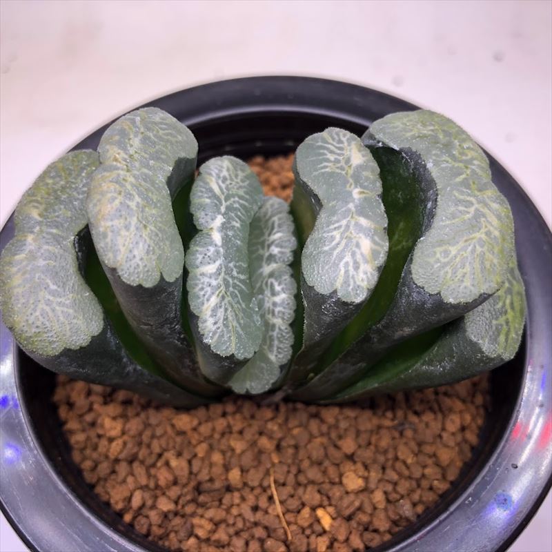 楽天市場】多肉植物:ハオルチア 玉扇 海野氏実生特選 曲玉*幅 楽天市場】多肉植物:ハオルチア 玉扇 海野氏実生特選 曲玉*幅