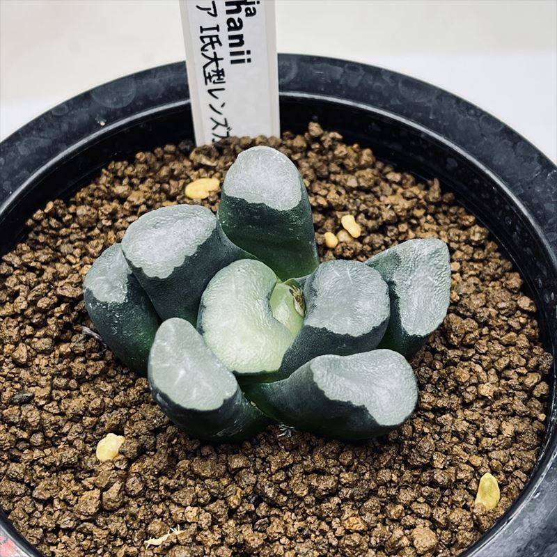 楽天市場】多肉植物：ハオルチア 万象 KWカキコ*幅7cm 現品！一品