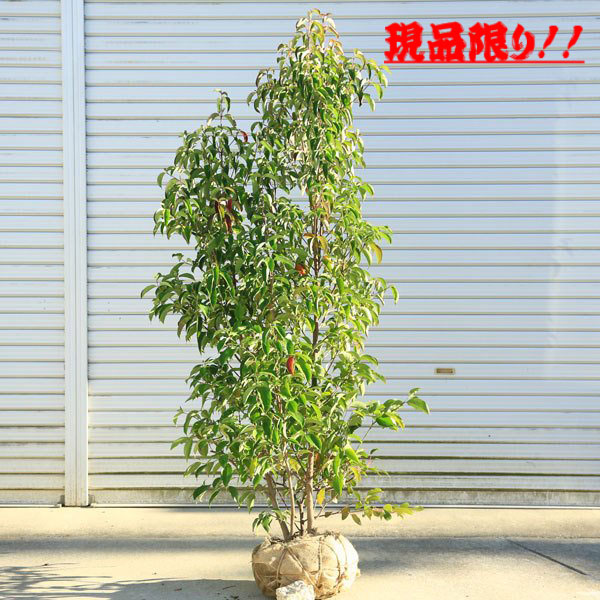 御前上等の一皿分の料理 現品区分け！ 特選庭木：常緑ヤマボウシ（ホンコンエンシス・月明かり）* 株立ち（3～4本立ち）樹高：約170ｃｍ 全高180ｃｍ 佐川急便送りとどける
