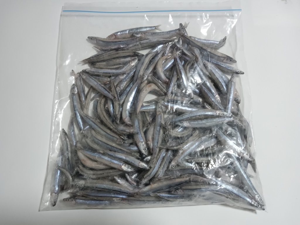 【楽天市場】キビナゴ 冷凍 1kg 送料込み 釣り餌 魚のエサに ダトニオ アロワナ ガー など スルルーにも 撒き餌 まき餌 : つり具の雪見堂  楽天市場店