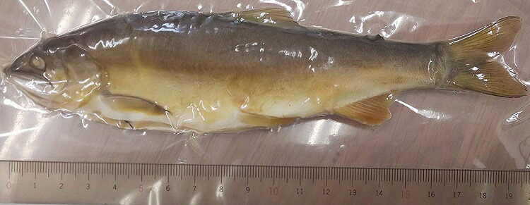 特大 鮎塩焼き 5尾（尾約19.5ｃｍ）×２０p（P1,690円税別）業務用　ヤヨイ