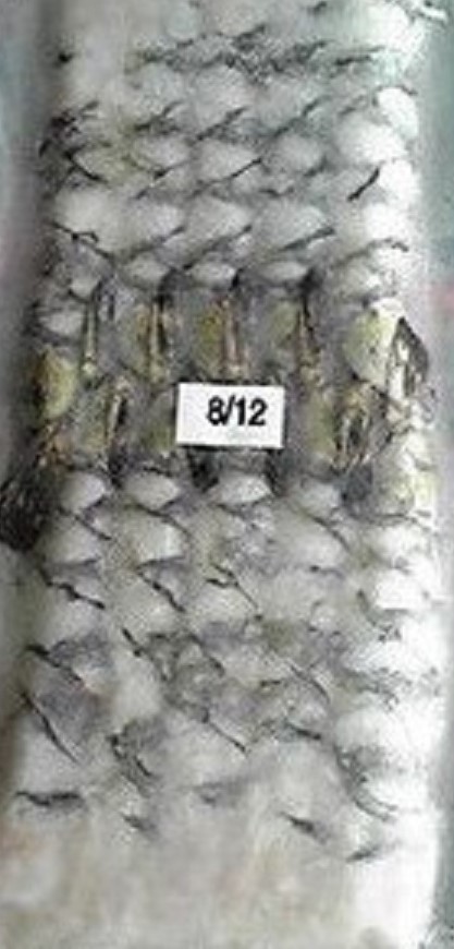 8-12ＢＴ（ブラック）伸ばし海老　10尾x40ｐ（ｐ1150円税別）業務用　ヤヨイ