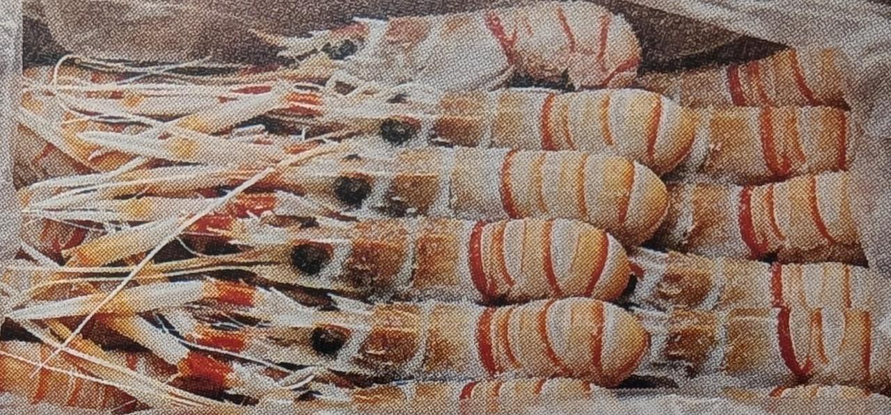 ニュージーランド産　赤座海老　スキャンピー　原料　G1　2Kg（約14～18尾）×3箱（箱21,320円税別）冷凍　業務用　ヤヨイ