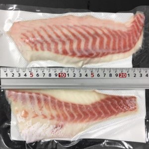 国産　養殖　真鯛ロイン又はフィーレ　1kg×12P（P3,100円税別）　皮無し背腹込み真空　焼物用　業務用　ヤヨイ