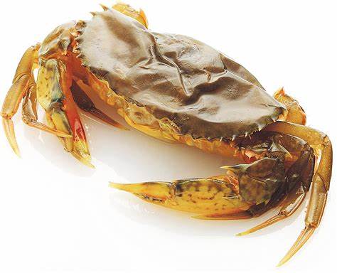 脱皮蟹　ソフトシェルクラブ　尾50-70ｇ　1Kg×10P（P3,840円）業務用　ヤヨイ　下記に各サイズ（尾70～120ｇ）下記に記載中です。