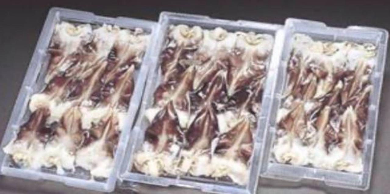 韓国産　ボイル　とり貝開き　7寸　9尾×60Ｐ（Ｐ1300円税別）冷凍　業務用　ヤヨイ　下記に6寸・8寸・9寸も取り扱いあります。