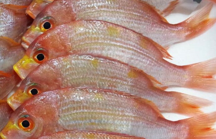 国産　蓮子鯛（黄鯛）10Kg　2Kg（4～16尾×5P）Kg1,700円税別　各サイズ取り扱いあります。冷凍　業務用　ヤヨイ