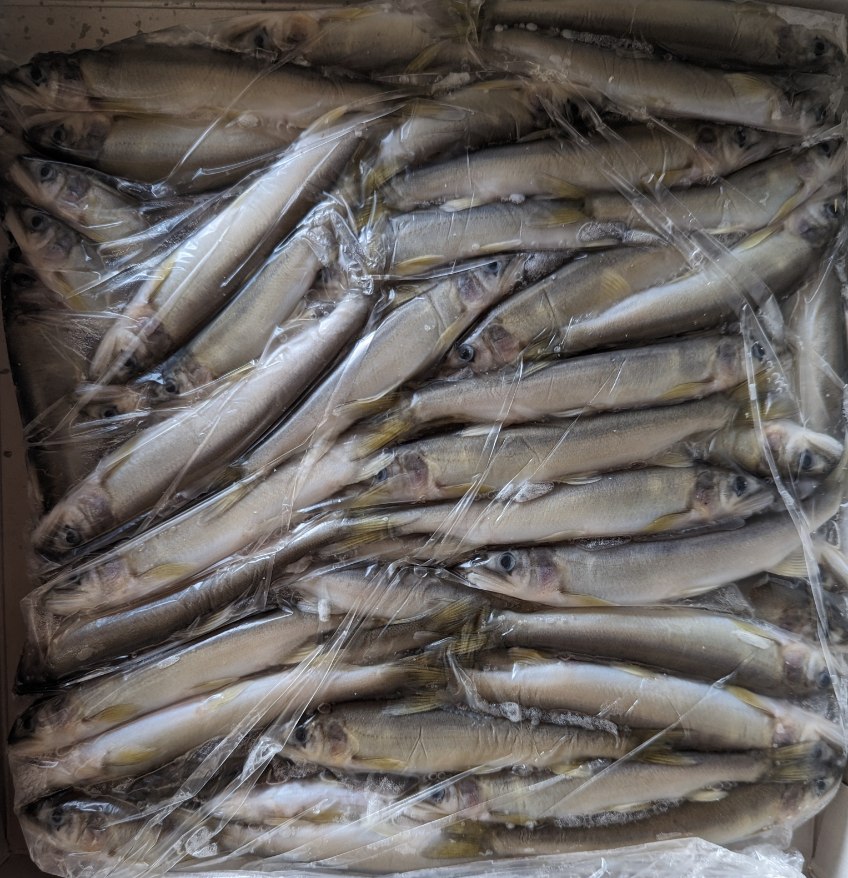 国産　稚鮎　1Kg（尾10～15ｇ前後）x10P（P3,250円税別）冷凍　業務用