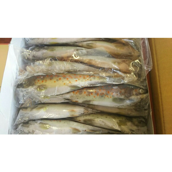 国産　冷凍　あまご　1Kg（10～16尾）x10枚（枚3200円税別）業務用　ヤヨイ