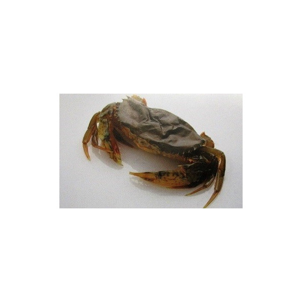 マングローブ ソフトシェルクラブ　ホテル　約1ｋｇ（約18匹入り）&times;12P（P3750円税別）業務用　ヤヨイ　各サイズあり｜品揃え豊富！業務用食品問屋ヤヨイ