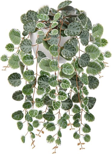 超美品56goro 国産モジャマトフィラム 観葉植物 吊り下げ 約60~70㎝ 楽天市場】国産 超美品56goro モジャマトフィラム 観葉植物 吊り