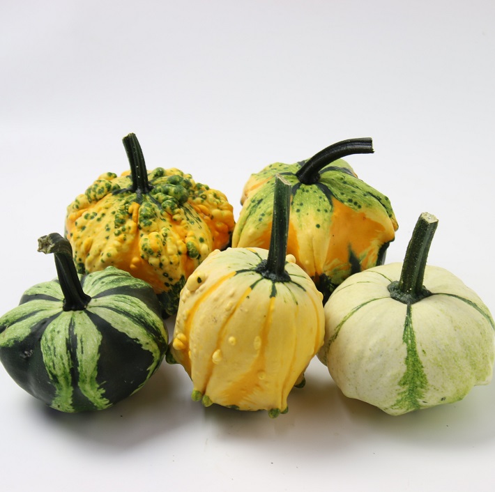 楽天市場】ハロウィン用おもちゃかぼちゃ フルーツミックス様々