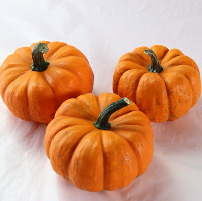 楽天市場】ハロウィン用 本物 生カボチャ 鑑賞用『プッチーニ