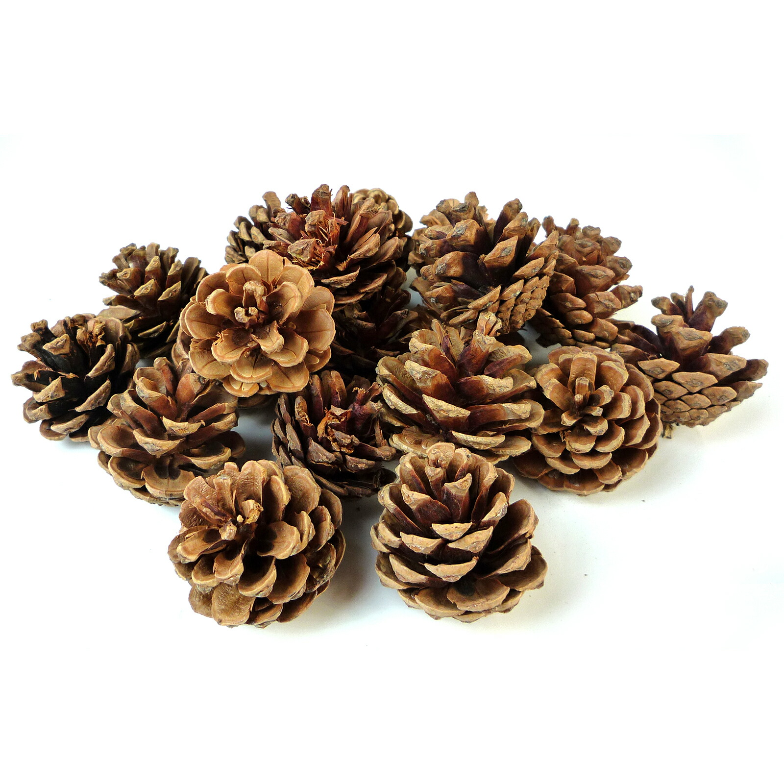 mt～様ご注文商品やすの松ぼっくり大量14㎝ mt～様ご注文商品やすの松ぼっくり大量14㎝