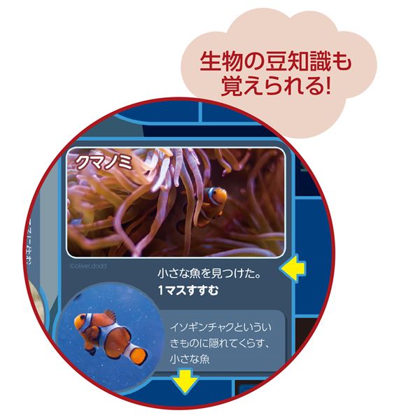 公式通販 まとめ わくわくすいぞくかんすごろく Qdtek Vn