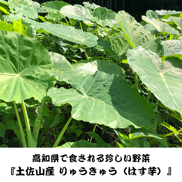 楽天市場 高知県土佐山産 天然山菜りゅうきゅう はす芋 1kg 産地直送 22年度の予約受付中 7 から順次発送 季節限定 天然 山菜 りゅうきゅう はす芋 高知 高知県 ずいき はすいも ハスイモ 旬 野菜 産直 生姜柚子の専門店 土佐山マルシェ