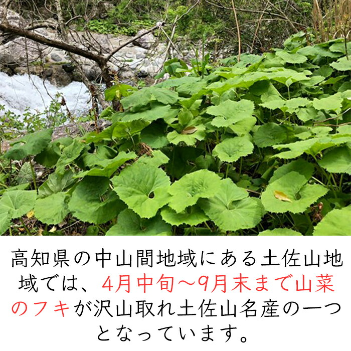 貨物輸送無料 候減軽 山菜 出生地直送 21年の売渡す為出す 生まれつき 山菜 フキ 8kg 高知県土佐山生む 蕗 ふき お水蕗 水ぶき 水ふき 陽気 蔬菜 産直 キャラブキ きゃらぶき 佃煮 煮物 Sgsi Com Sg