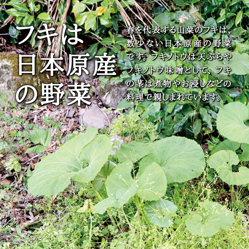 楽天市場 天然山菜 フキ 苗 西根の森 天然山菜の苗 フキのポット苗 6本 セット ポット ふき 蕗 ふきのとう フキノトウ 蕗の薹 山菜 苗木 栽培 ガイド付き 生姜柚子の専門店 土佐山マルシェ