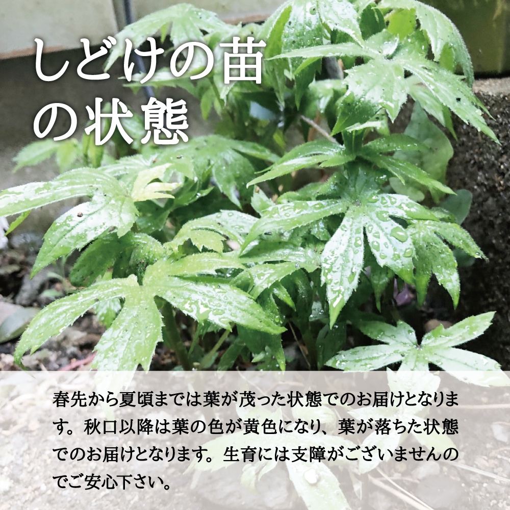 西根の森 山菜 販売中 送料無料 しどけ しどけの苗 6本 産地直送 沖縄離島除く ポッド苗 22年度