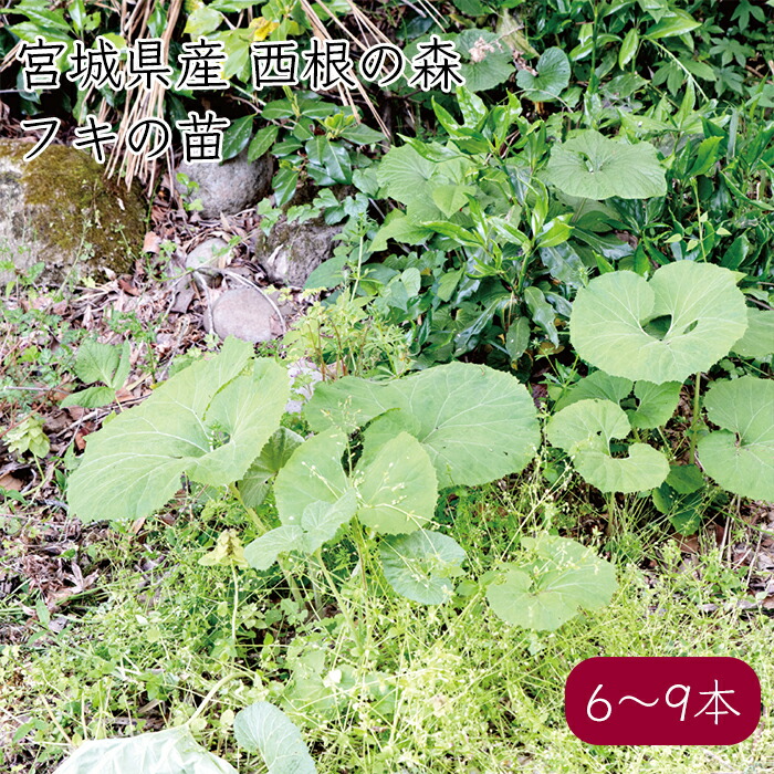✿nao18_michi様✿専用ページ 　秋田フキ　◤苗◢ 楽天市場】予約受付中▽アキタフキ 素掘り苗 山菜苗/秋田蕗/※11