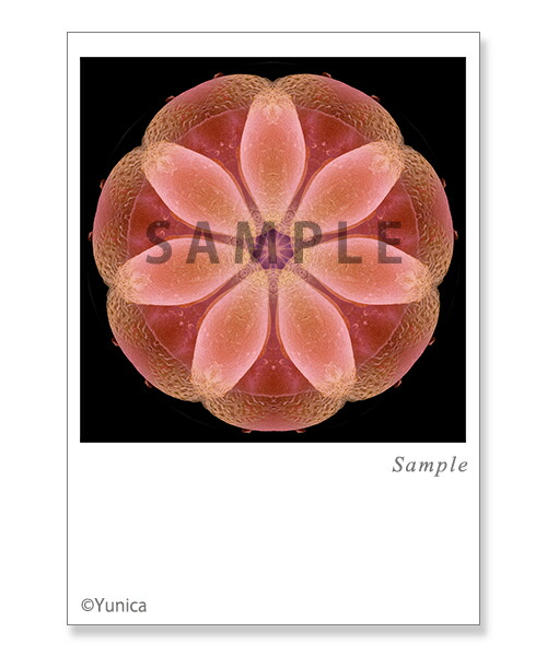 楽天市場】コートニー・ラブ【Courtney Love】ポストカード 通販