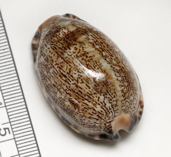 楽天市場】【小さな貝殻パーツ】キイロダカラ 宝貝 タカラガイ
