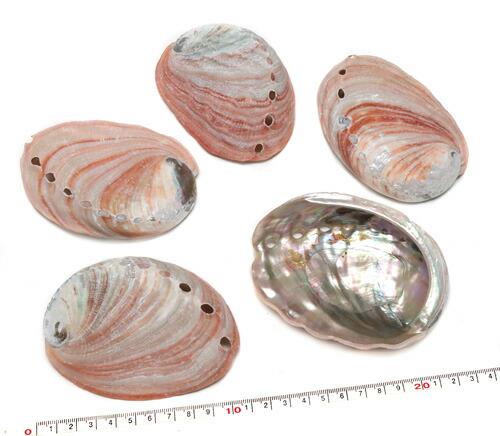 楽天市場】【天草産 あわびの貝殻9個セット】天草 あわび 鮑 アワビ