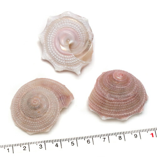 楽天市場】【貝殻パーツ】ツメタガイ 1個 : クラフトハウス
