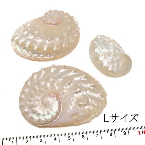 貝殻セット 法螺貝 タカラガイ オウムガイ ホネガイ 巻貝 ツメタガイ他