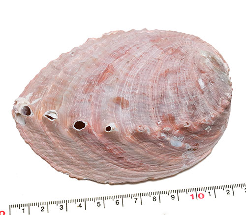 楽天市場】【天草産 あわびの貝殻9個セット】天草 あわび 鮑 アワビ