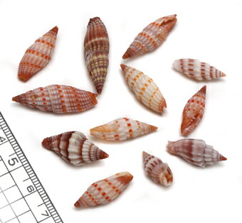 タカラガイ、貝殻、びーどろダカラ ビードロダカラ : 貝殻ストア - 通販 - Yahoo!ショッピング