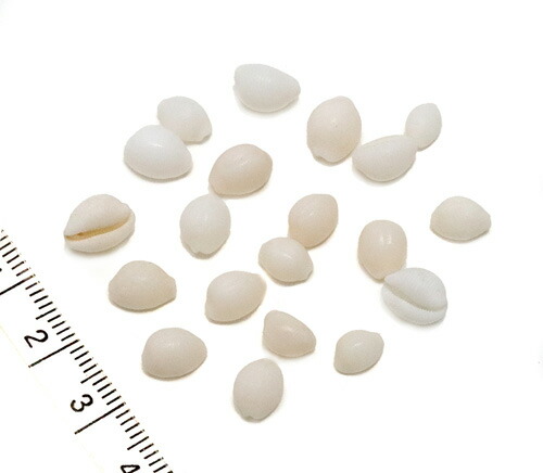 楽天市場】【小さな貝殻パーツ】キイロダカラ 宝貝 タカラガイ