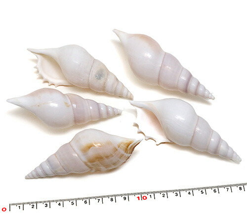 高瀬貝　タカセ貝　サラサバテイ　貝殻 サラサバテイ (タカセガイ) | 市場魚貝類図鑑