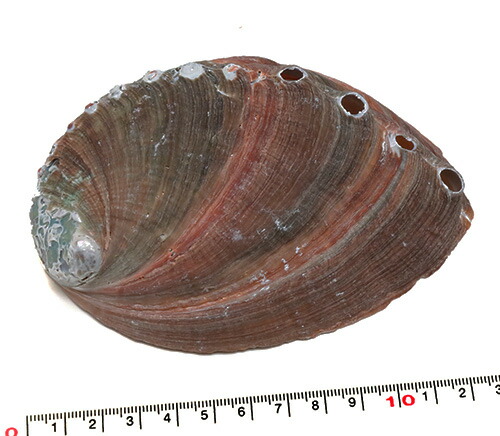 楽天市場】【天草産 あわびの貝殻9個セット】天草 あわび 鮑 アワビ