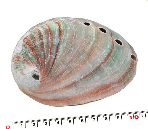 楽天市場】【天草産 あわびの貝殻9個セット】天草 あわび 鮑 アワビ