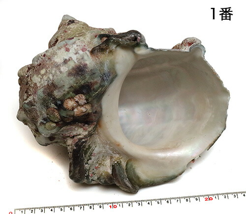 『岩本』【夜光貝中セット】沖縄県産夜光貝 沖縄県産 夜光貝 姿磨き - メルカリ