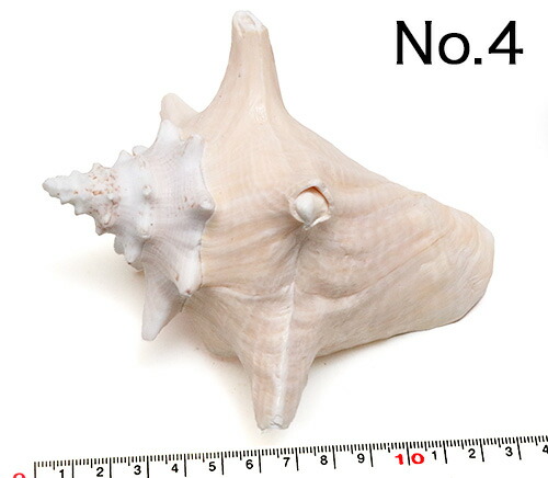 専用　2個　超特大美品28cm　2kg　特上品　ピンク貝 　コンク貝殻　置物 Amazon.co.jp: 超特大27cm 1.6kg 特上品 ピンク貝 コンク貝殻