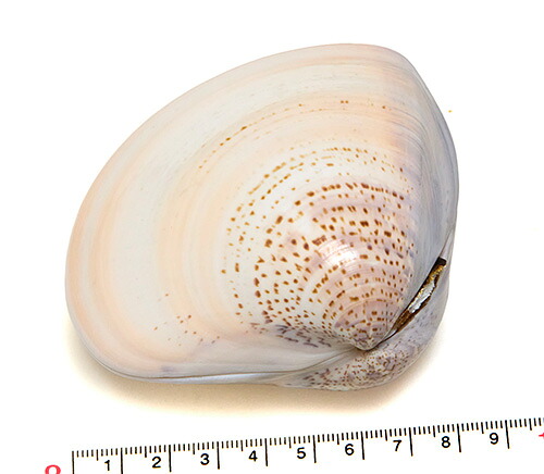 【楽天市場】【貝殻パーツ】ハマグリ 蛤 大サイズ 約9cm 2枚合わせ 未接着 写真現品(ゆうパケット配送不可商品):クラフトハウス