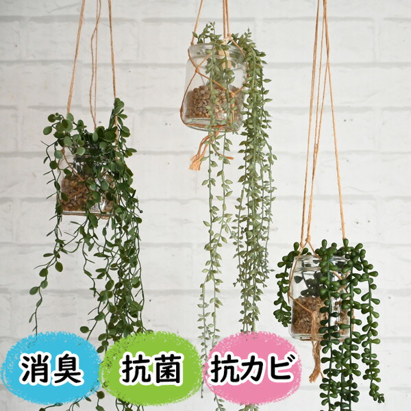 楽天市場】グリーンシダレガーランド オランダアイビー 1本夏の爽やか