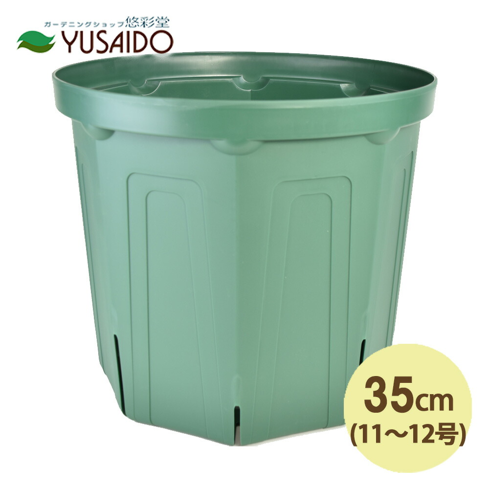 楽天市場】兼弥スリット鉢 懸崖鉢 30cm 10号 CSK-300 モスグリーン