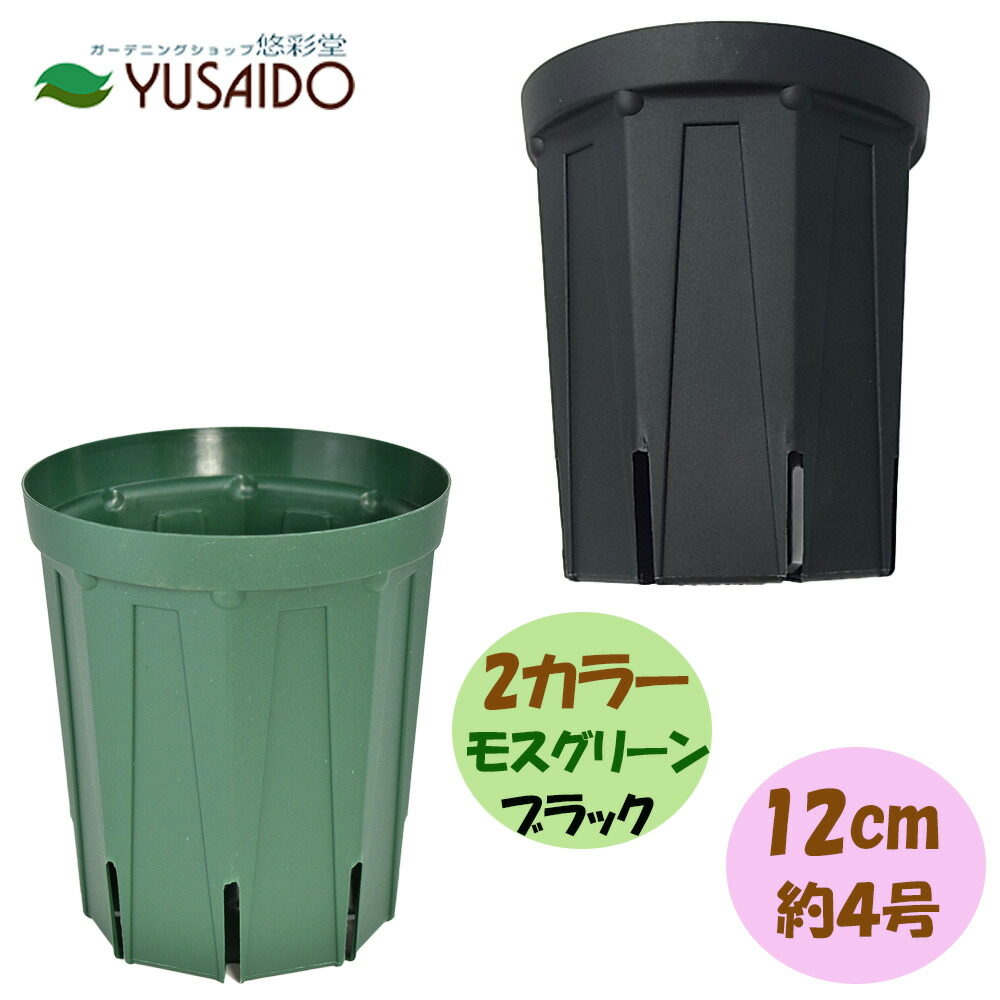 楽天市場】兼弥スリット鉢 ロングサイズ 24cm 8号 モスグリーン