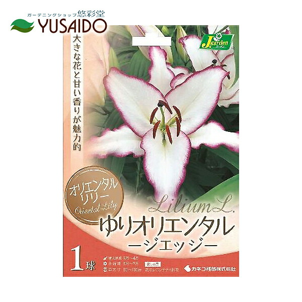 楽天市場 変わり咲き オリエンタル百合 球根 カネコ種苗 ジ エッジ 花色 白花ピンク覆輪 １球入 悠彩堂