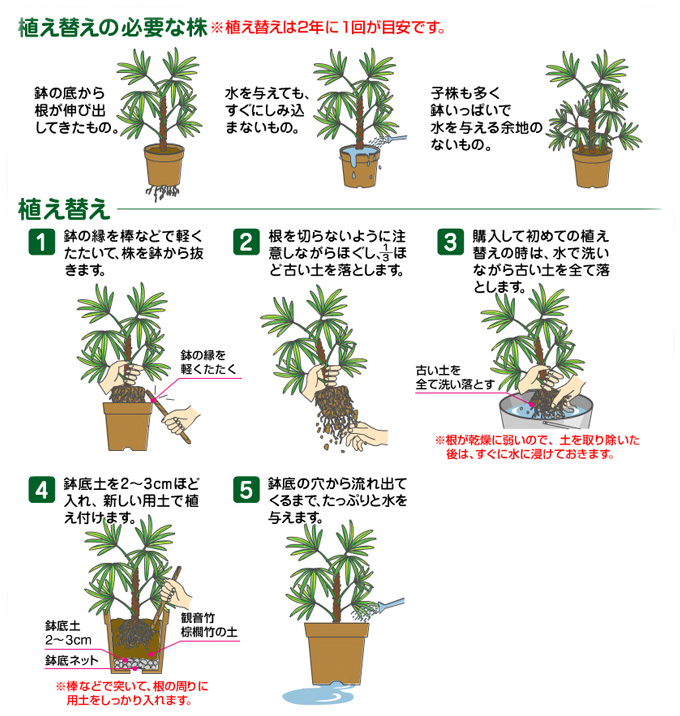 楽天市場 花ごころ 観音竹 棕櫚竹の土 ５リットル 悠彩堂