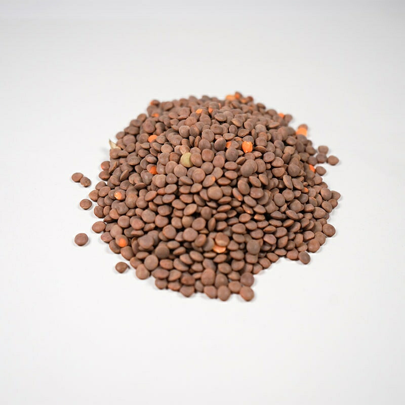 有機JAS 茶レンズ豆　（業務用）11.33kg