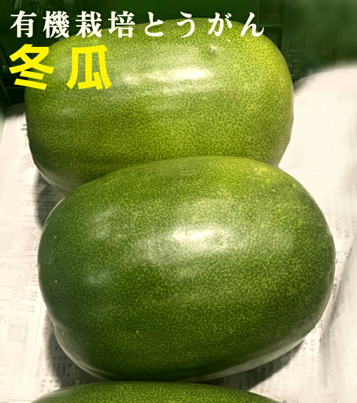 ブランド兵庫県産　万願寺とうがらし　栽培期間中農薬不使用 ブランド兵庫県産 万願寺とうがらし 栽培期間中農薬不使用