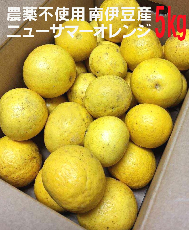農薬不使用　南伊豆のニューサマーオレンジ５ｋｇ<br>静岡県産<br>無農薬・無化成肥料<br>樹なりで完熟