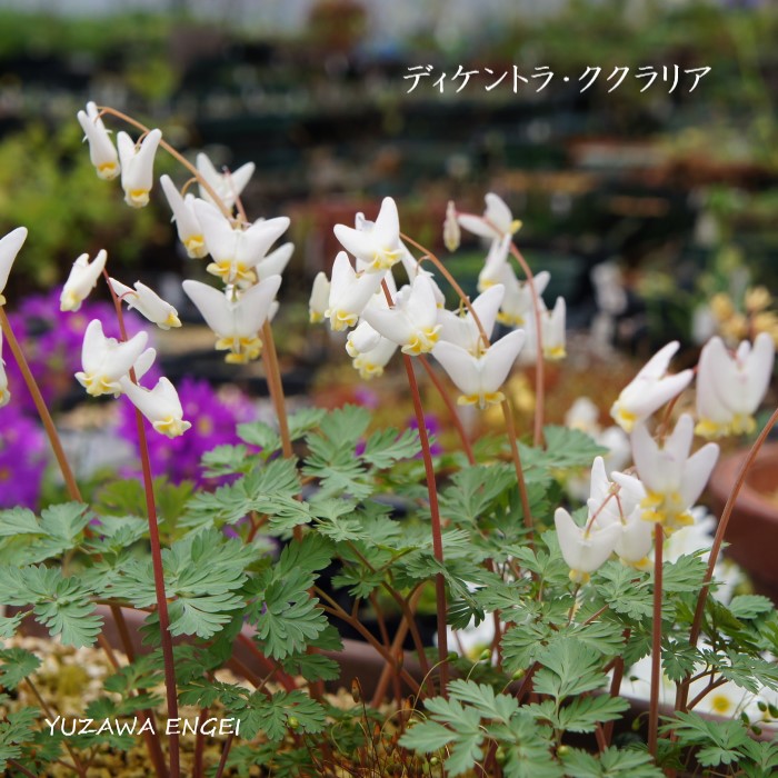 ［山野草 球根］ ディケントラ・ククラリア｜湯沢園芸　店