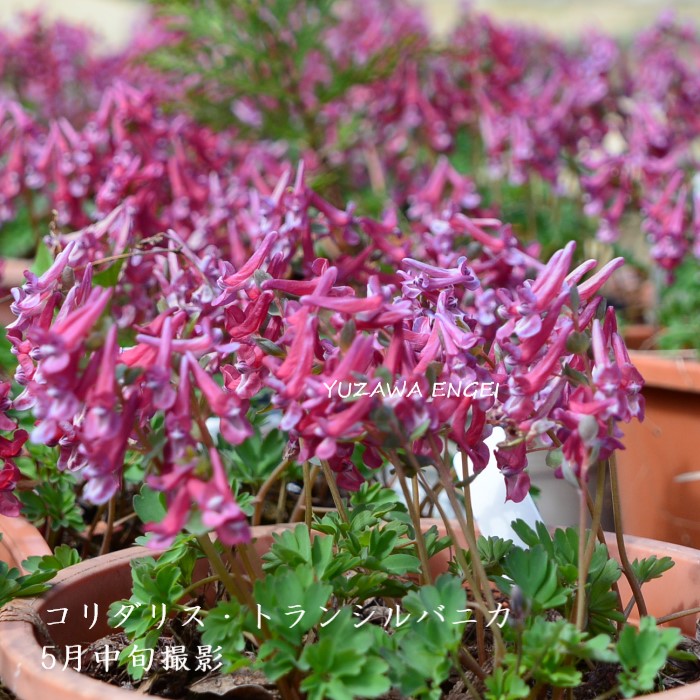 山野草　希少　カリアンテマム　ファレリ　苗 山野草 希少 カリアンテマム ファレリ 鉢植え苗 国華園
