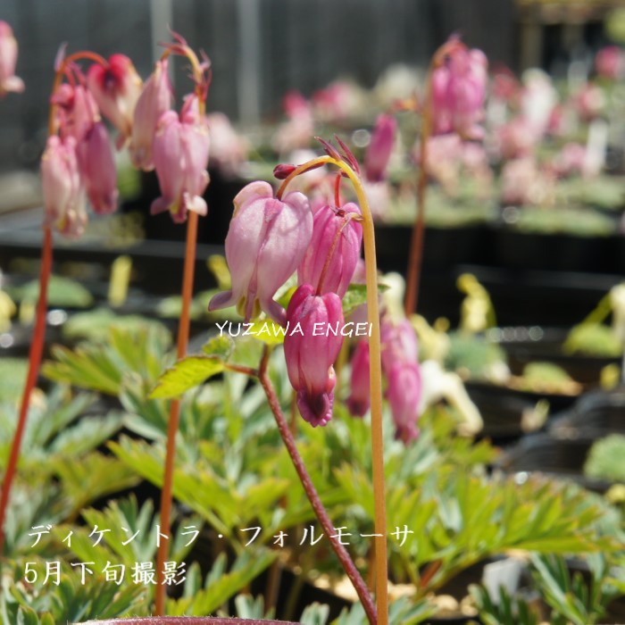 山野草　カリアンテマム　ファレリ 　大株D 山野草 カリアンテマム ファレリ 大株D