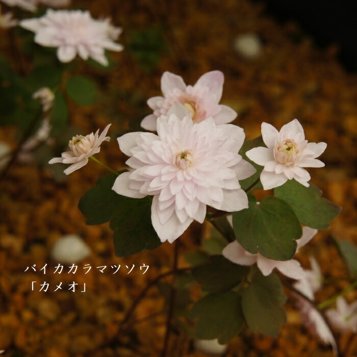 SALE／37%OFF】 藤原岳姫ニリンソウ 山野草